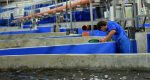 ისრაელის კომპანიები საქართველოში თევზის მეურნეობის მოწყობას გეგმავენ