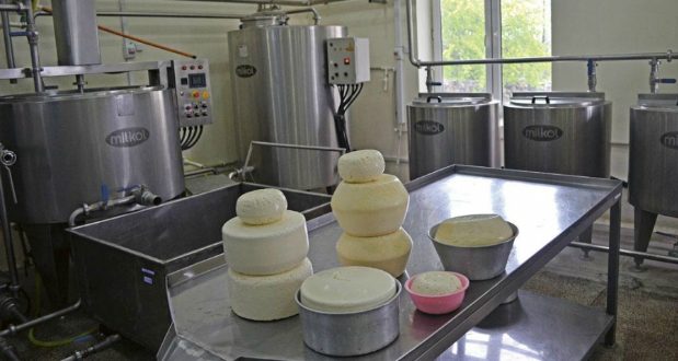 საქართველოში რძის გადამამუშავებელი 13 კოოპერაციული საწარმო აშენდება