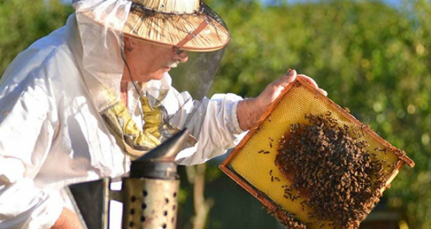 საქართველოში მეფუტკრეობას უდიდესი პოტენციალი აქვს - ევროკავშირში ქართული თაფლი უკვე დახლებზეა